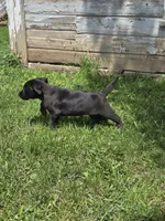 Buddy, a male Labrador Retriever for sale in Ireton, IA – 5 of 6
