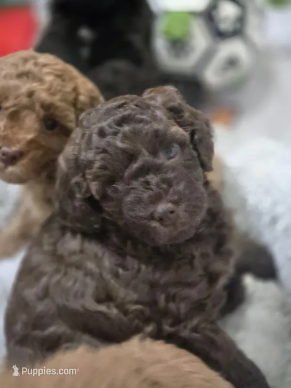 Ophelia  – Cavapoo, Poodle - Miniature  puppy on hold in Ireton, IA
