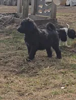 Welles, a female Labradoodle and Poodle - Standard  for sale in Ireton, IA – Photo 3 of 6