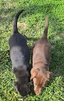 Buddy, a male Labrador Retriever for sale in Ireton, IA – 3 of 6