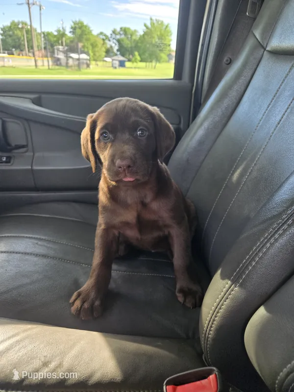 Lottie – Labrador Retriever puppy for sale in Ireton, IA
