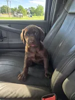Lottie, a female Labrador Retriever for sale in Ireton, IA – 1 of 8