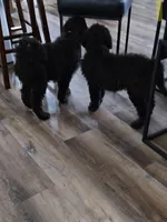 Audi, a female Labradoodle and Poodle - Standard  for sale in Ireton, IA – Photo 3 of 5