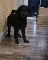 Audi, a female Labradoodle and Poodle - Standard  for sale in Ireton, IA – Photo 4 of 5