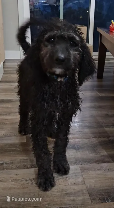 Audi – Labradoodle, Poodle - Standard  puppy for sale in Ireton, IA