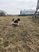 Pip, a male Labradoodle and Poodle - Standard  for sale in Ireton, IA – Photo 5 of 7