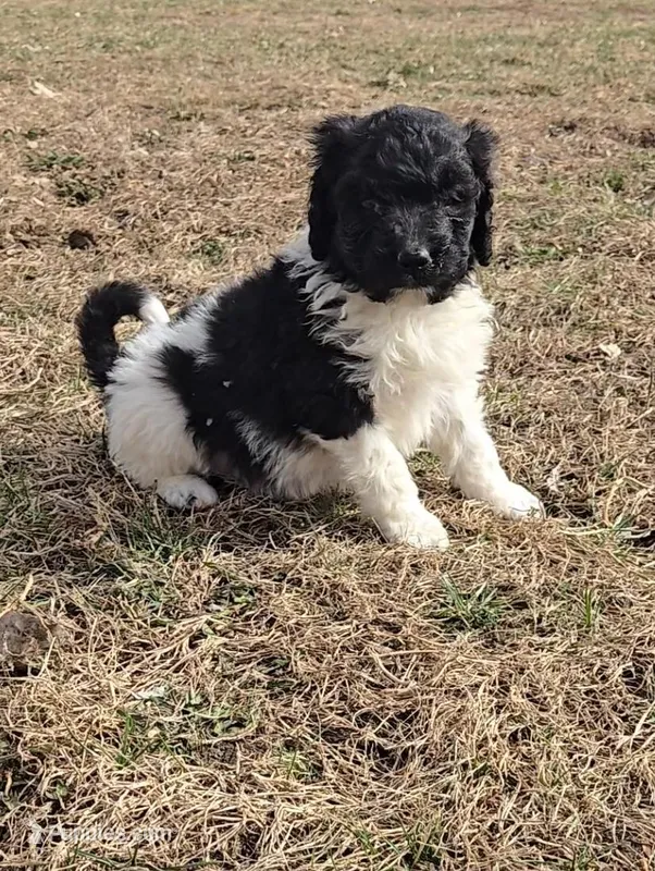 Pip – Labradoodle, Poodle - Standard  puppy for sale in Ireton, IA