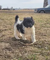 Pip, a male Labradoodle and Poodle - Standard  for sale in Ireton, IA – Photo 2 of 7