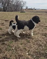 Pip, a male Labradoodle and Poodle - Standard  for sale in Ireton, IA – Photo 6 of 7