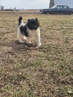 Pip, a male Labradoodle and Poodle - Standard  for sale in Ireton, IA – Photo 3 of 7