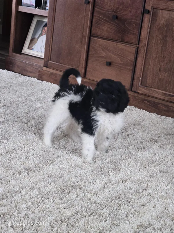 Pip – Labradoodle, Poodle - Standard  puppy for sale in Ireton, IA