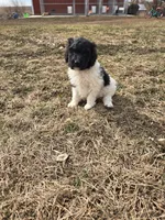 Pip, a male Labradoodle and Poodle - Standard  for sale in Ireton, IA – Photo 4 of 7