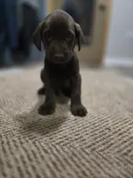 Green, a male Labrador Retriever for sale in Ireton, IA – 3 of 3