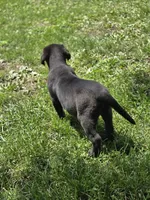 Buddy, a male Labrador Retriever for sale in Ireton, IA – 6 of 6