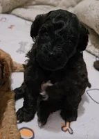 Opal, a female Cavapoo and Poodle - Miniature  for sale in Ireton, IA – 3 of 5