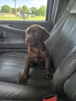 Lottie, a female Labrador Retriever for sale in Ireton, IA – 4 of 8