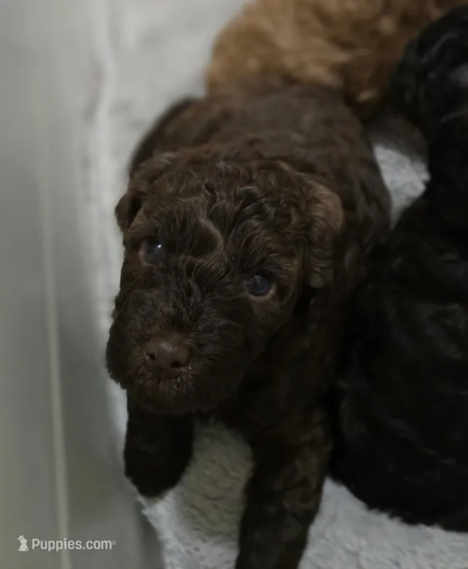 Ophelia  – Cavapoo, Poodle - Miniature  puppy for sale in Ireton, IA