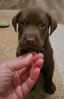 Black, a male Labrador Retriever for sale in Ireton, IA – 2 of 3
