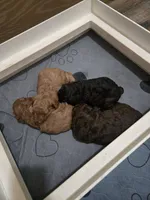 Opal, a female Cavapoo and Poodle - Miniature  for sale in Ireton, IA – 5 of 5