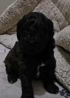 Opal, a female Cavapoo and Poodle - Miniature  for sale in Ireton, IA – 4 of 5