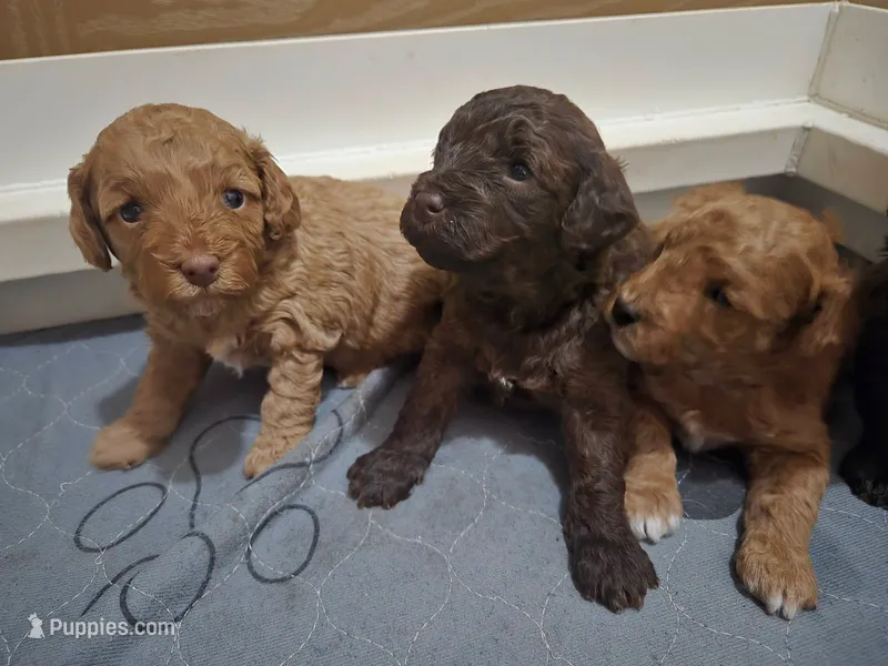 Ophelia  – Cavapoo, Poodle - Miniature  puppy for sale in Ireton, IA