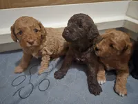 Ophelia , a female Cavapoo and Poodle - Miniature  for sale in Ireton, IA – 1 of 4