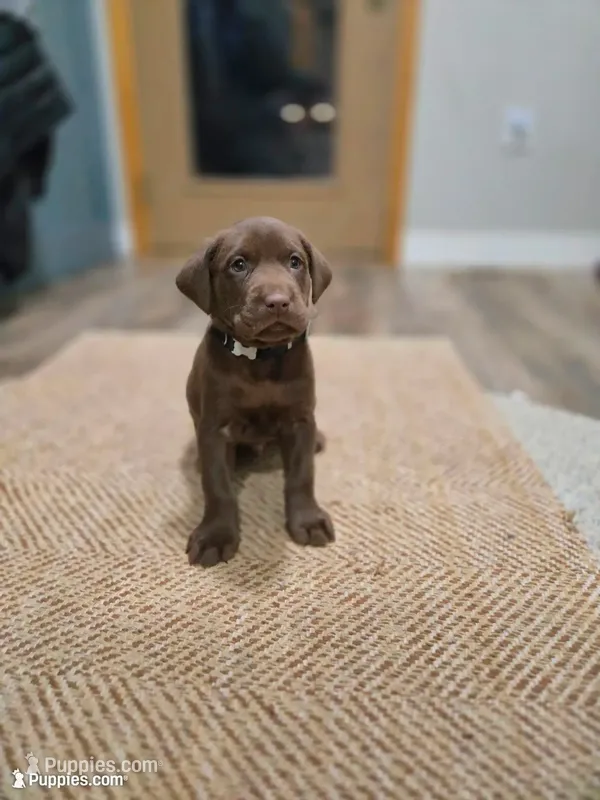Black, a male Labrador Retriever for sale in Ireton, IA – 1 of 3