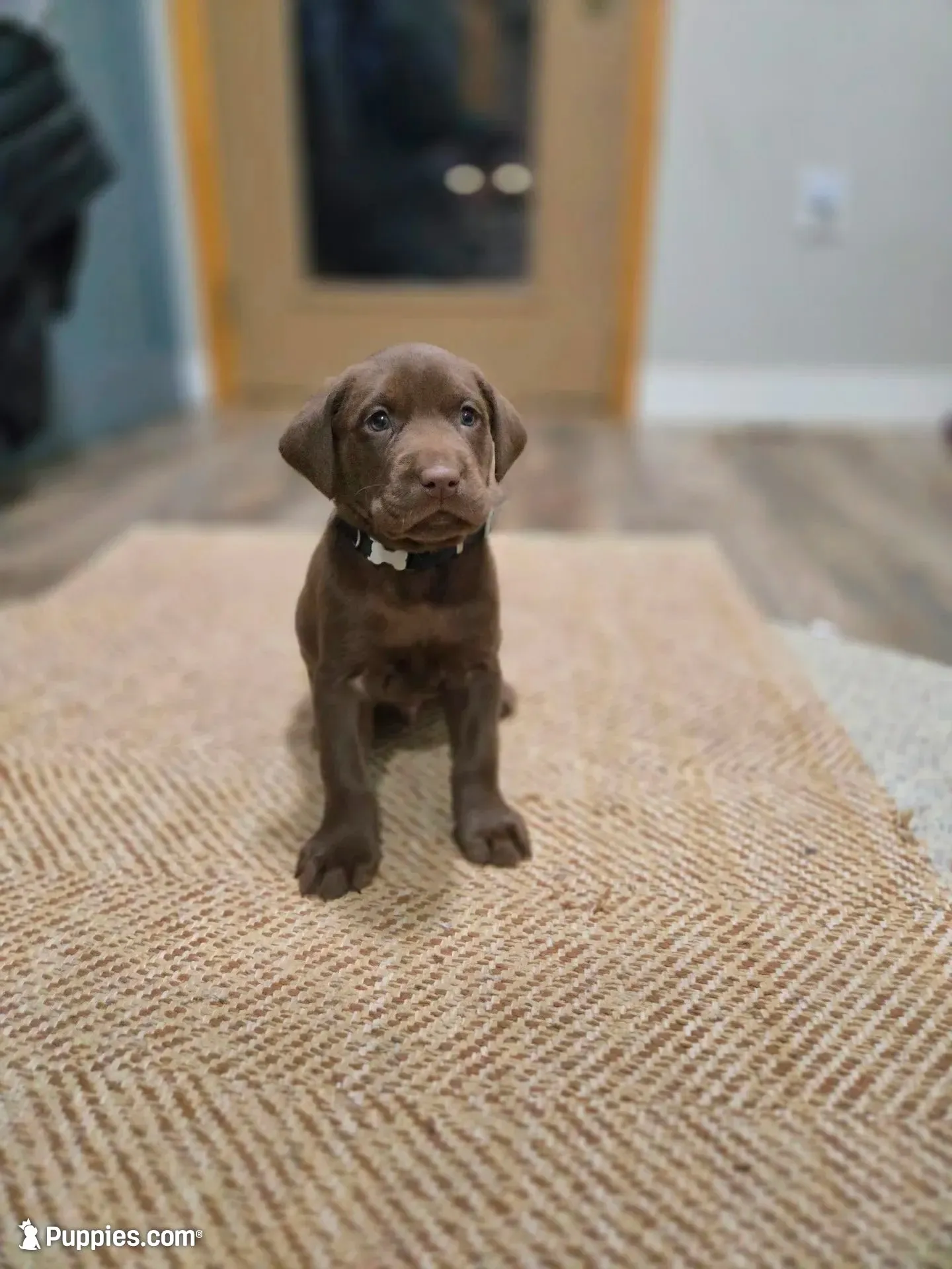 Black, a male Labrador Retriever for sale in Ireton, IA – 1 of 3