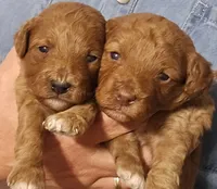 Olive, a female Cavapoo and Poodle - Miniature  for sale in Ireton, IA – 4 of 5