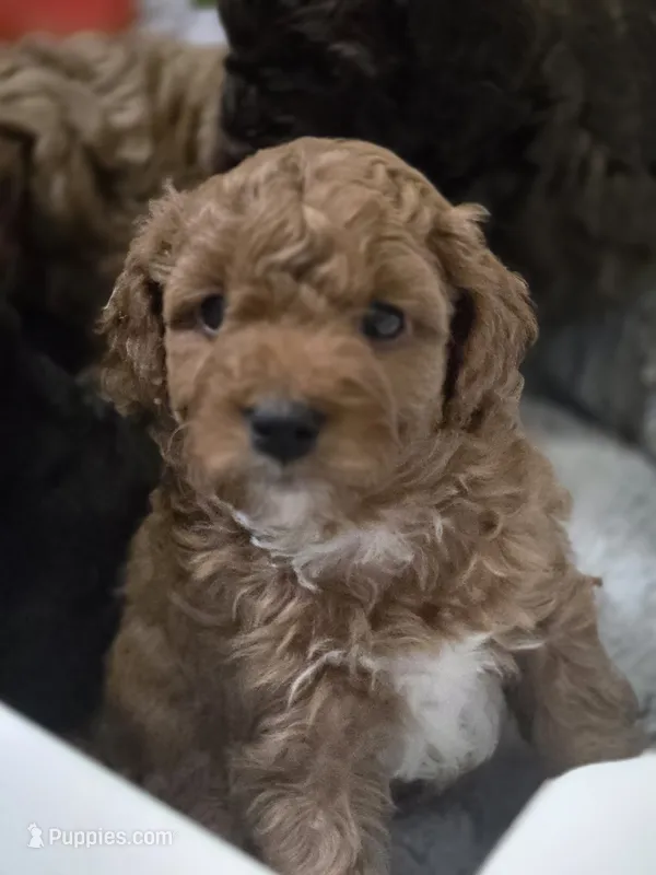 Ozzy – Cavapoo, Poodle - Miniature  puppy for sale in Ireton, IA