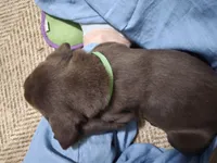Green, a male Labrador Retriever for sale in Ireton, IA – 2 of 3
