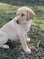 Huck, a male Labrador Retriever for sale in Ireton, IA – Photo 3 of 4