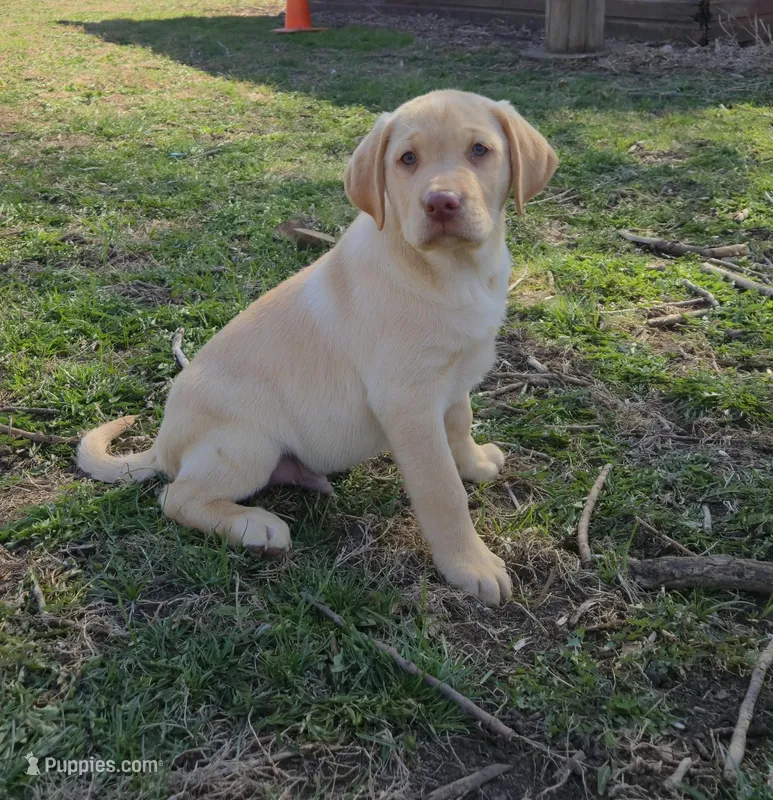Huck – Labrador Retriever puppy for sale in Ireton, IA