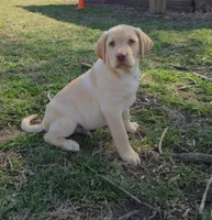 Huck, a male Labrador Retriever for sale in Ireton, IA – Photo 1 of 4