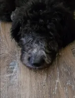 Reese, a female Labradoodle and Poodle - Standard  for sale in Ireton, IA – Photo 3 of 5