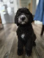 Reese, a female Labradoodle and Poodle - Standard  for sale in Ireton, IA – Photo 1 of 5