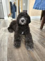 Reese, a female Labradoodle and Poodle - Standard  for sale in Ireton, IA – Photo 4 of 5