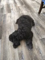 Reese, a female Labradoodle and Poodle - Standard  for sale in Ireton, IA – Photo 5 of 5