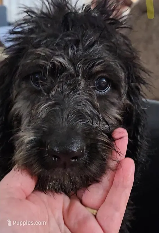 Wells – Labradoodle, Poodle - Standard  puppy for sale in Ireton, IA