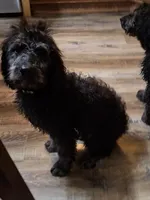 Wells, a female Labradoodle and Poodle - Standard  for sale in Ireton, IA – Photo 2 of 3
