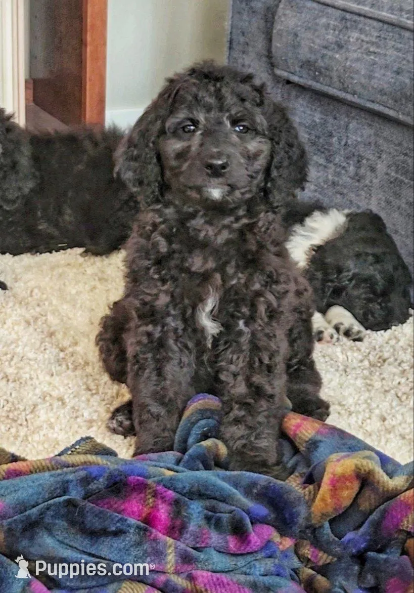 Welles – Labradoodle, Poodle - Standard  puppy for sale in Ireton, IA