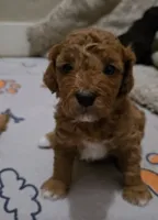 Ozzy, a male Cavapoo and Poodle - Miniature  for sale in Ireton, IA – 1 of 5