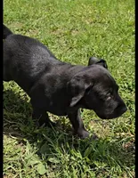 Buddy, a male Labrador Retriever for sale in Ireton, IA – 2 of 6