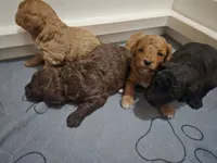 Ozzy, a male Cavapoo and Poodle - Miniature  for sale in Ireton, IA – 3 of 5