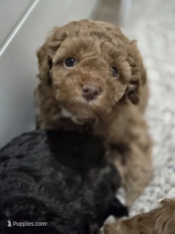 Olive – Cavapoo, Poodle - Miniature  puppy for sale in Ireton, IA