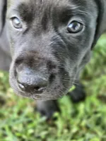 Buddy, a male Labrador Retriever for sale in Ireton, IA – 4 of 6