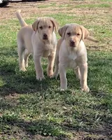 Hank, a male Labrador Retriever for sale in Ireton, IA – Photo 3 of 4