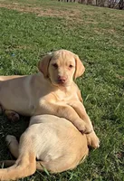 Hank, a male Labrador Retriever for sale in Ireton, IA – Photo 1 of 4