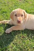 Hank, a male Labrador Retriever for sale in Ireton, IA – Photo 4 of 4