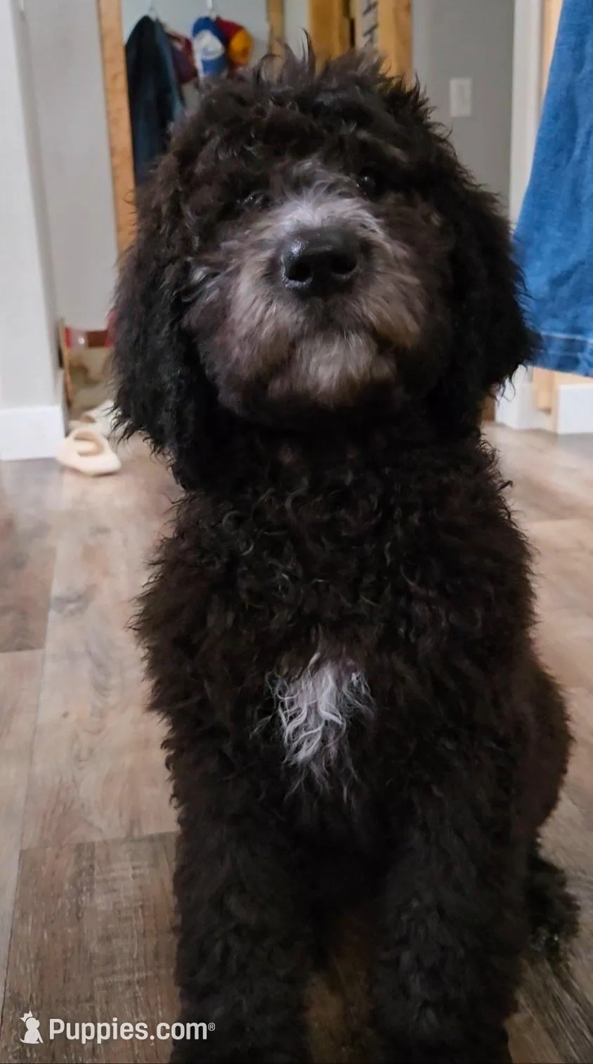 Reese, a female Labradoodle and Poodle - Standard  for sale in Ireton, IA – Photo 2 of 5